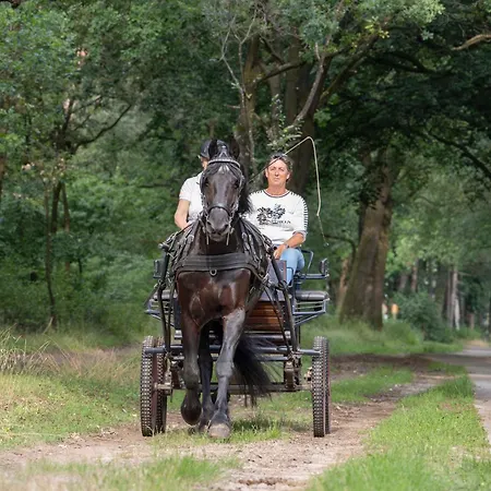 Forest Bed & Breakfast *
