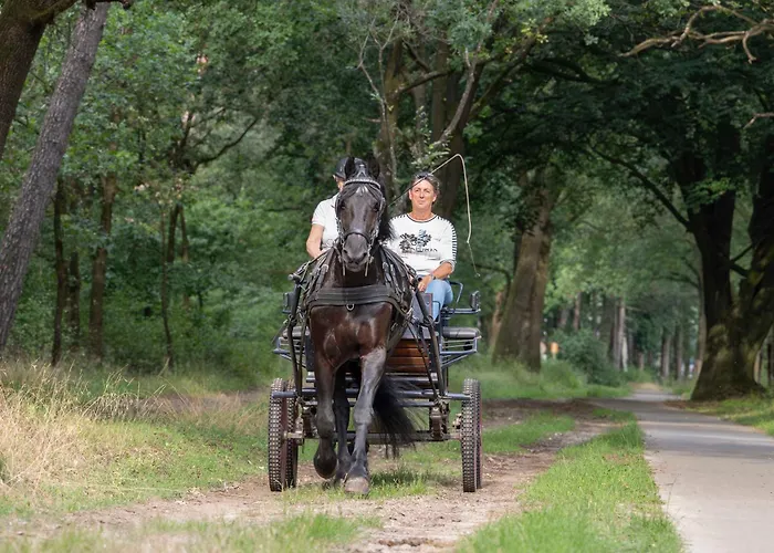 Forest Couette-café *